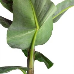 Musa Dwarf Cavendish - Banana Plant -Plants Sale Store Musa Dwarf Cavendish Banana Plant Folded Leaf