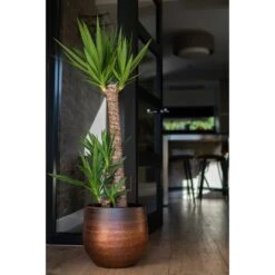 Mya Plant Pot - Shiny Mocha 34 Mya Plant Pot - Shiny Mocha -Plants Sale Store Mya Plant Pot Shiny Mocha Yucca Houseplant