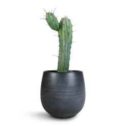 Myrtillocactus Geometrizans - Blue Myrtle Cactus -Plants Sale Store Myrtillocactus Geometrizans Blue Myrtle Cactus Esra Plant Pot Graphite 22x20cm