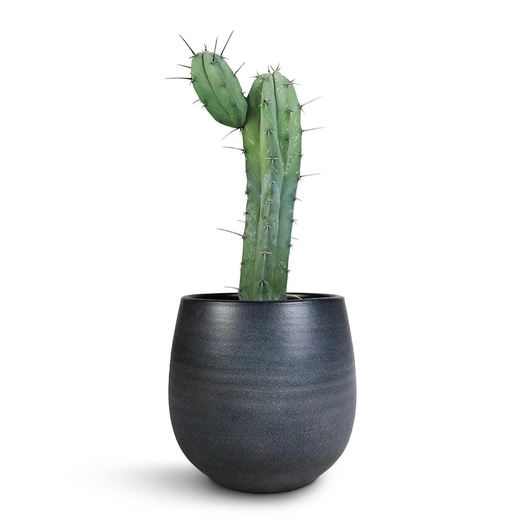 Esra Plant Pot - Graphite 7 Esra Plant Pot - Graphite - Image 5