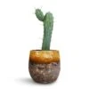 Myrtillocactus Geometrizans - Blue Myrtle Cactus -Plants Sale Store Myrtillocactus Geometrizans Blue Myrtle Cactus Lindy Plant Pot Ochre 23x20cm