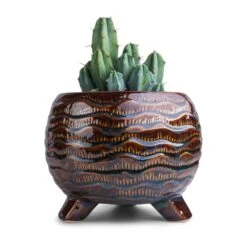 Dewi Plant Pot - Marrakesh -Plants Sale Store Myrtillocactus geometrizans Blue Myrtle Cactus 12x20cm Dewi Plant Pot Marrakesh 21x16cm f8212ba7 6c51 45ed b0d0 63c9b238e20f
