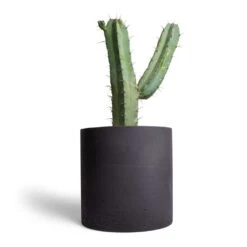 Puk Plant Pot - Black Washed -Plants Sale Store Myrtillocactus geometrizans Blue Myrtle Cactus 17x50cm Puk Plant Pot Black Washed 25x25cm 1559f7f3 af2f 4222 8eaa 521daa724c38