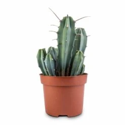 Myrtillocactus Geometrizans - Blue Myrtle Cactus -Plants Sale Store Myrtillocactus geometrizans Blue Myrtle Cactus