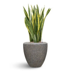 Naturescast Couple Planter - Grey -Plants Sale Store Naturescast Couple Planter Grey Sanseveria