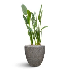 Naturescast Couple Planter - Grey -Plants Sale Store Naturescast Couple Planter Grey Stelitzia
