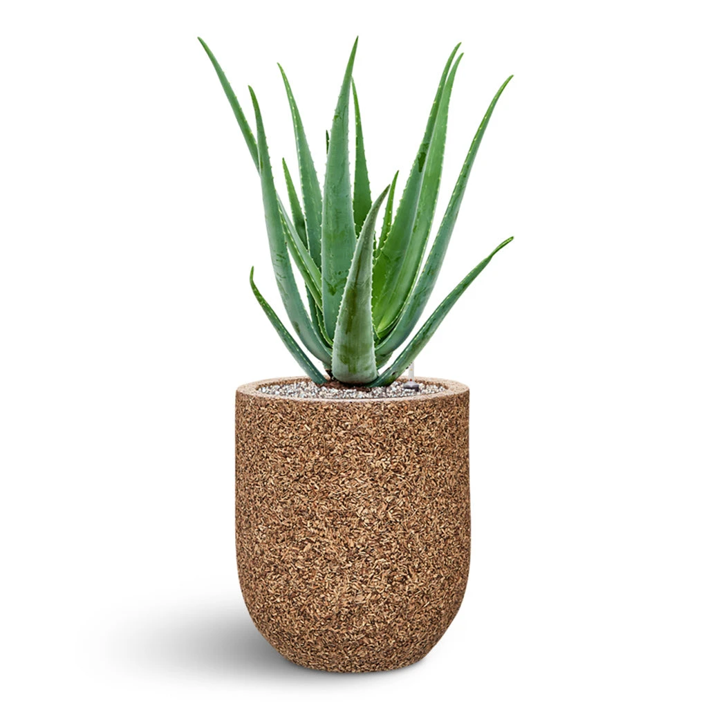 Naturescast Straight Couple Planter - Natural 4 Naturescast Straight Couple Planter - Natural - Image 2