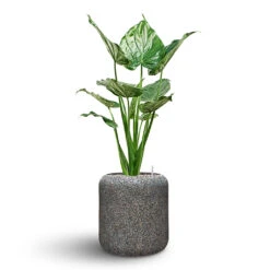 Naturescast Cylinder Planter - Grey -Plants Sale Store Naturescast Cylinder Planter Alocasia