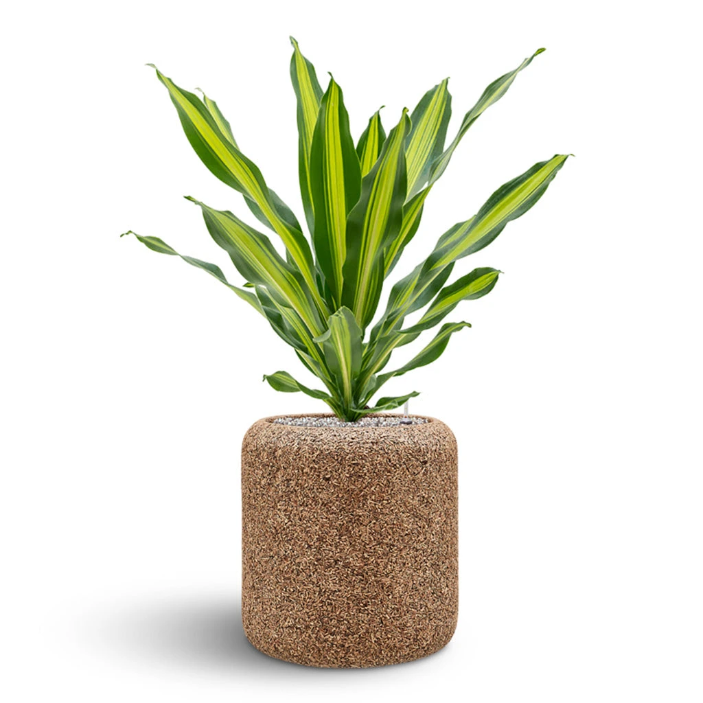Naturescast Cylinder Planter - Natural 8 Naturescast Cylinder Planter - Natural - Image 6