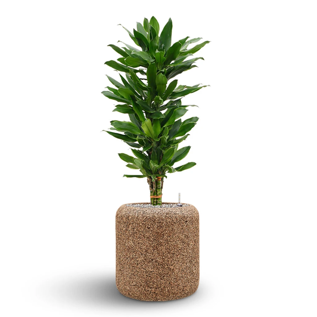 Naturescast Cylinder Planter - Natural 9 Naturescast Cylinder Planter - Natural - Image 7