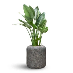Naturescast Cylinder Planter - Grey -Plants Sale Store Naturescast Cylinder Planter Strelitzia