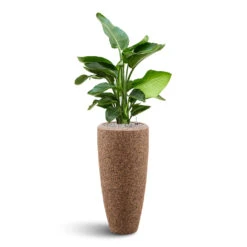 Naturescast Partner Planter - Natural -Plants Sale Store Naturescast Partner Planter strelitzia