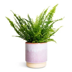 Copenhagen Plant Pot - Pink -Plants Sale Store Nephrolepis exaltata Bostoniensis Boston Fern 12x30cm Copenhagen Plant Pot Pink 15.5x16cm