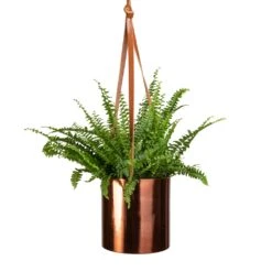Floro Hanging Plant Pot - Copper -Plants Sale Store Nephrolepis exaltata Bostoniensis Boston Fern 12x30cm Floro Hanging Plant Pot Copper 15x15cm