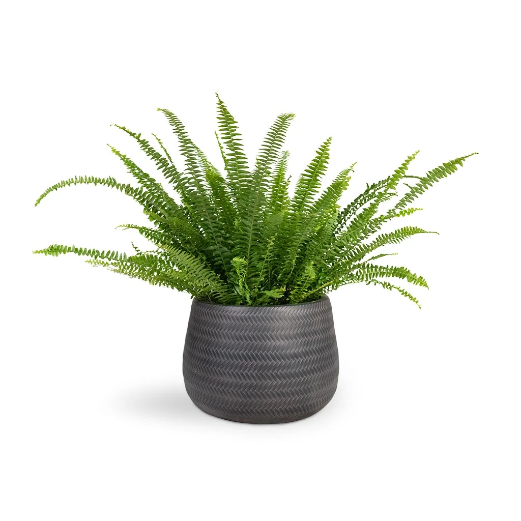 Nephrolepis Exaltata Bostoniensis - Boston Fern 22 Nephrolepis Exaltata Bostoniensis - Boston Fern - Image 20