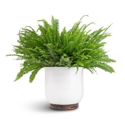 Jayla Plant Pot - White -Plants Sale Store Nephrolepis exaltata Bostoniensis Boston Fern 19x50cm Jayla Plant Pot White 27x25cm 6a1b5f44 5ef9 40f1 aabd 36c720360485