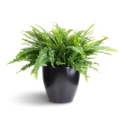 Nephrolepis Exaltata Bostoniensis - Boston Fern 30 Nephrolepis Exaltata Bostoniensis - Boston Fern -Plants Sale Store Nephrolepis exaltata Bostoniensis Boston Fern 26x75cm Sven Plant Pot Black 33x28cm 1