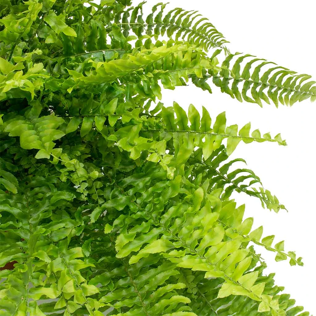 Nephrolepis Exaltata Bostoniensis - Boston Fern 4 Nephrolepis Exaltata Bostoniensis - Boston Fern - Image 2