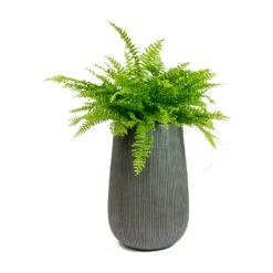 Patt High Plant Vase - Ridged Dark Grey -Plants Sale Store Nephrolepis exaltata Bostoniensis Boston Fern Patt High Plant Vase Ridged Dark Grey 72426f50 1d8d 409c b712 c400f9c87047