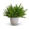 Nephrolepis Exaltata Bostoniensis - Boston Fern -Plants Sale Store Nephrolepis exaltata Green Lady Green Lady Boston Fern 20x60cm Lagos Plant Pot Cement 23x23.5cm 5421c052 c465 4d8a bcb3 79c150693731