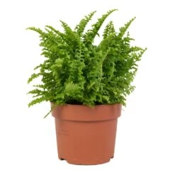 Nephrolepis Exaltata Vitale - Compact Sword Fern 11 Nephrolepis Exaltata Vitale - Compact Sword Fern -Plants Sale Store Nephrolepis exaltata Vitale Compact Sword Fern 12x20cm