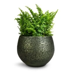 Noor Plant Pot - Velvet Green -Plants Sale Store Nephrolepis exaltata Vitale Compact Sword Fern 12x20cm Noor Plant Pot Velvet Green 16x13cm 346610c6 9d51 4936 af7c 4ab20709583b