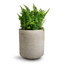 Suzi Plant Pot - Grey Washed -Plants Sale Store Nephrolepis exaltata Vitale Compact Sword Fern 12x20cm Suzi Plant Pot Grey Washed 15x16.5cm