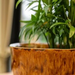 Nolan Plant Pot - Caramel 22 Nolan Plant Pot - Caramel -Plants Sale Store Nolan Caramel 3