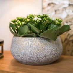 Noor Plant Bowl - Metallic Grey -Plants Sale Store Noor Plant Bowl Metallic Grey 2