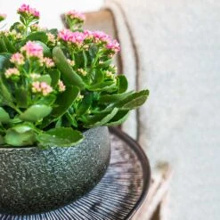 Noor Plant Bowl - Velvet Green -Plants Sale Store Noor Plant Bowl Velvet Green 1