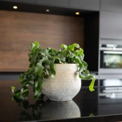 Noor Plant Pot - Metallic Grey -Plants Sale Store Noor Plant Pot Metallic Grey 3