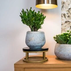 Noor Plant Pot - Metallic Grey -Plants Sale Store Noor Plant Pot Metallic Grey 6