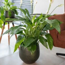 Noor Plant Pot - Velvet Green -Plants Sale Store Noor Plant Pot Velvet Green 2