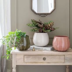 Nova Plant Pot - Cream 12 Nova Plant Pot - Cream -Plants Sale Store Nova Plant Pot Rose 23 x 18cm 2