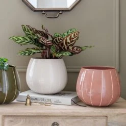 Nova Plant Pot - Rose 10 Nova Plant Pot - Rose -Plants Sale Store Nova Plant Pot Rose 23 x 18cm 6f69093b d56e 46c7 94b7 24c715c1effc