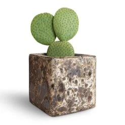 Opuntia Microdasys - Bunny Ear Cactus 17 Opuntia Microdasys - Bunny Ear Cactus -Plants Sale Store Opuntia microdasys Bunny Ear Cactus 10.5x15cm Lava Cube Relic Planter Black