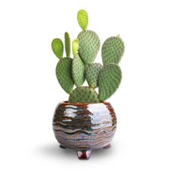 Dewi Plant Pot - Marrakesh -Plants Sale Store Opuntia microdasys Bunny Ear Cactus 12x20cm Dewi Plant Pot Marrakesh 18x14cm a680b3c4 dfe2 432e a6b1 4b79dce90d18