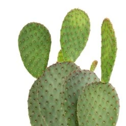 Opuntia Microdasys - Bunny Ear Cactus 19 Opuntia Microdasys - Bunny Ear Cactus -Plants Sale Store Opuntia microdasys Bunny Ear Cactus 12x35cm 2