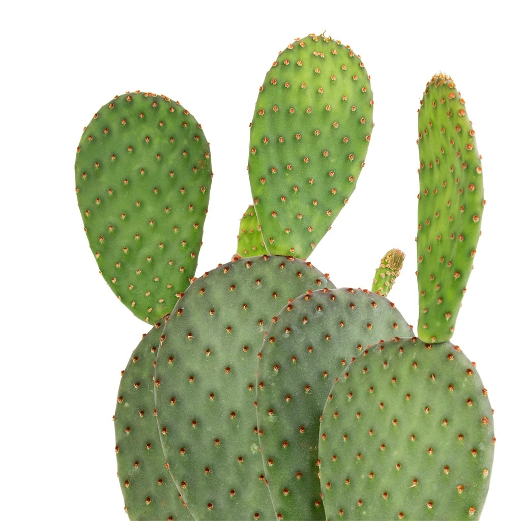 Opuntia Microdasys - Bunny Ear Cactus 9 Opuntia Microdasys - Bunny Ear Cactus - Image 7