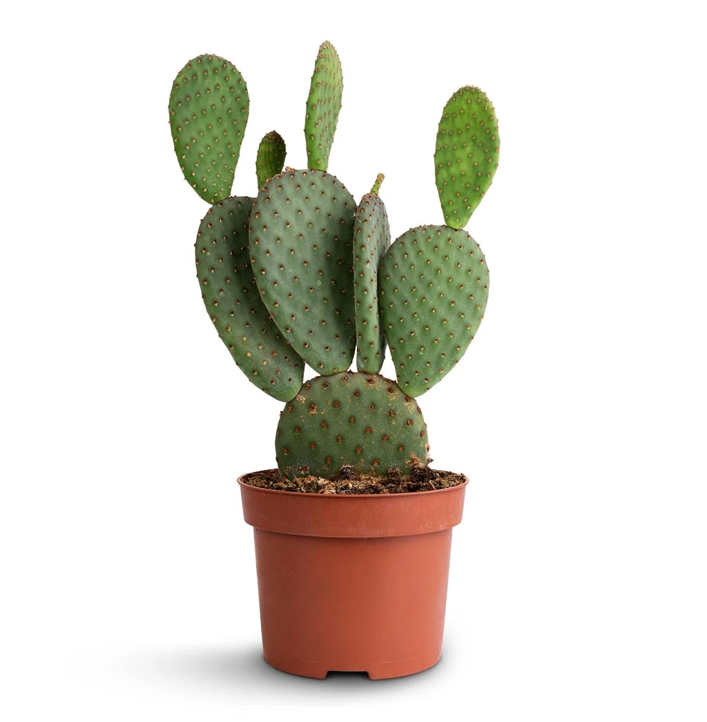 Opuntia Microdasys - Bunny Ear Cactus 10 Opuntia Microdasys - Bunny Ear Cactus - Image 8