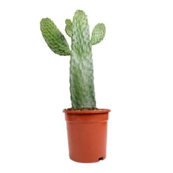 Opuntia Rubescens Consolea - Road Kill Cactus 10 Opuntia Rubescens Consolea - Road Kill Cactus -Plants Sale Store Opuntia rubescens Consolea Road Kill Cactus 17x35cm