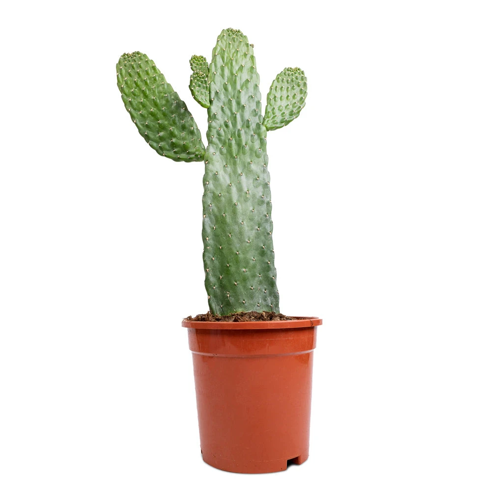 Opuntia Rubescens Consolea - Road Kill Cactus 5 Opuntia Rubescens Consolea - Road Kill Cactus - Image 3