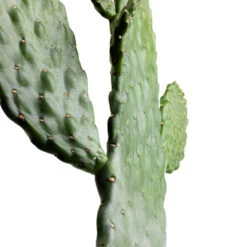 Opuntia Rubescens Consolea - Road Kill Cactus 11 Opuntia Rubescens Consolea - Road Kill Cactus -Plants Sale Store Opuntia rubescens Consolea Road Kill Cactus SWATCH