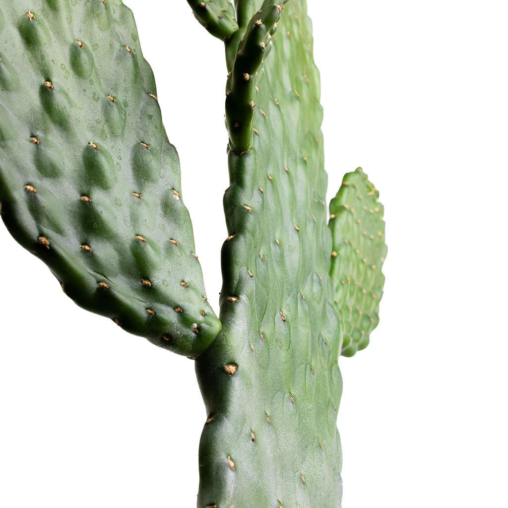 Opuntia Rubescens Consolea - Road Kill Cactus 6 Opuntia Rubescens Consolea - Road Kill Cactus - Image 4