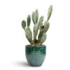 Opuntia Vulgaris - Prickly Pear Cactus -Plants Sale Store Opuntia vulgaris Prickly Pear Cactus 17x50cm Jolin Plant Pot Forest 20x18cm