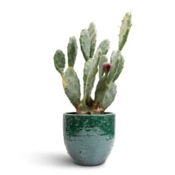 Jolin Plant Pot - Forest -Plants Sale Store Opuntia vulgaris Prickly Pear Cactus 17x50cm Jolin Plant Pot Forest 20x18cm 85b44294 f69f 45c0 b708 c80b24752d9e