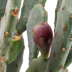 Opuntia Vulgaris - Prickly Pear Cactus 10 Opuntia Vulgaris - Prickly Pear Cactus -Plants Sale Store Opuntia vulgaris Prickly Pear Cactus SWATCH 3