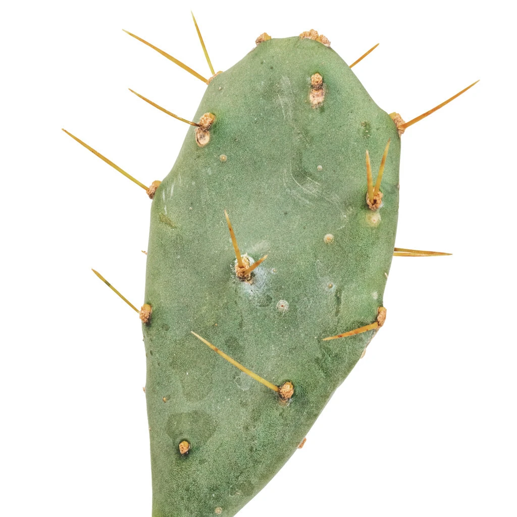 Opuntia Vulgaris - Prickly Pear Cactus 4 Opuntia Vulgaris - Prickly Pear Cactus - Image 2