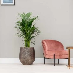 Opus Hit Darcy Planter - Gold 26 Opus Hit Darcy Planter - Gold -Plants Sale Store Opus Hit Darcy Planter Gold Kentia Palm Indoor Plant