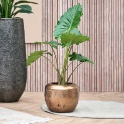 Opus Raw Couple Planter - Gold -Plants Sale Store Opus Raw Couple Planter Gold